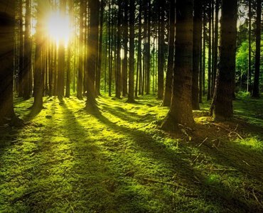 ozdoby z mchu w mieszkaniu