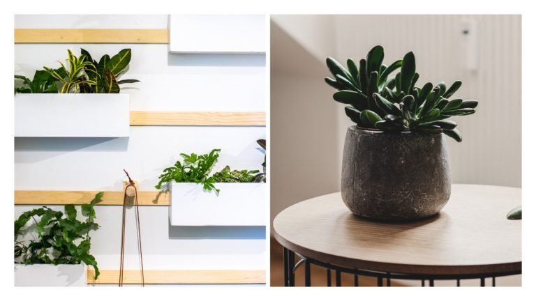 kwiaty i rośliny w mieszkaniu